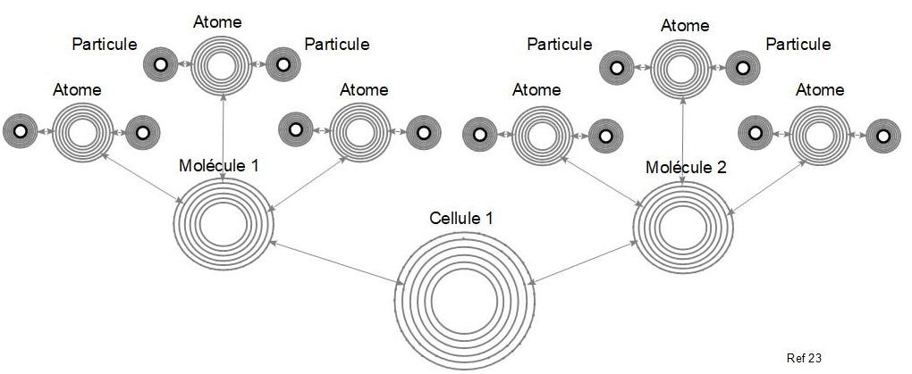 23c cellule