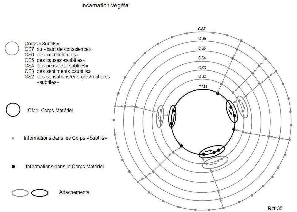 35c incarnation vegetal