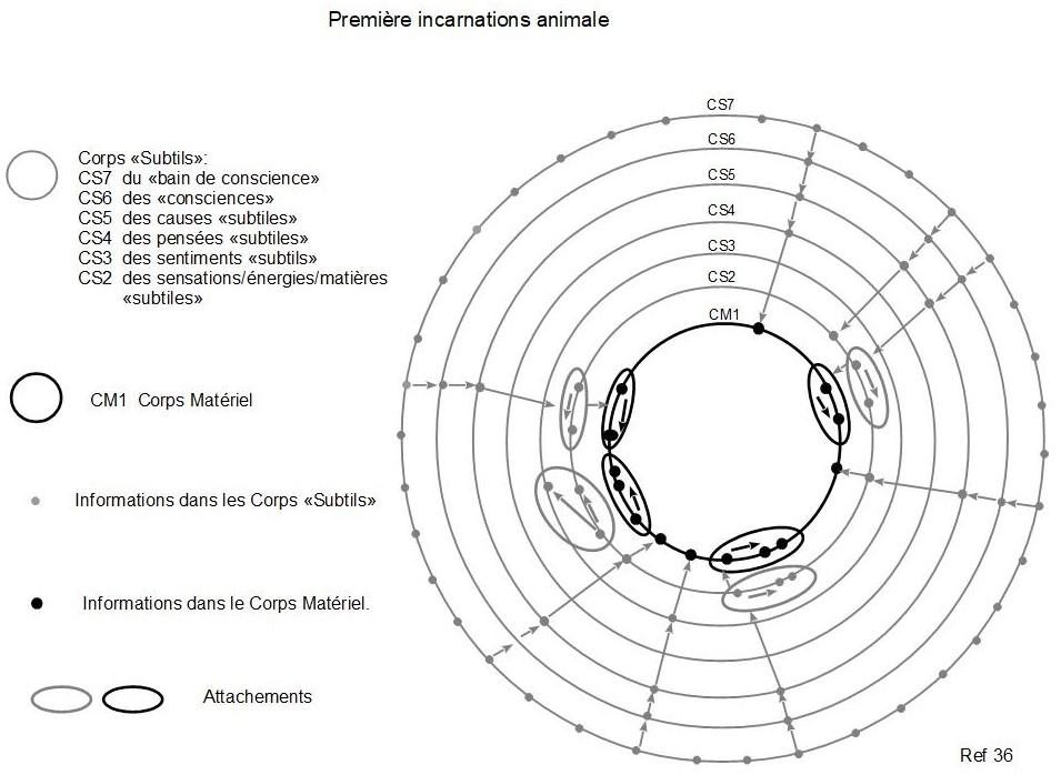 36c premiere incarnation animale